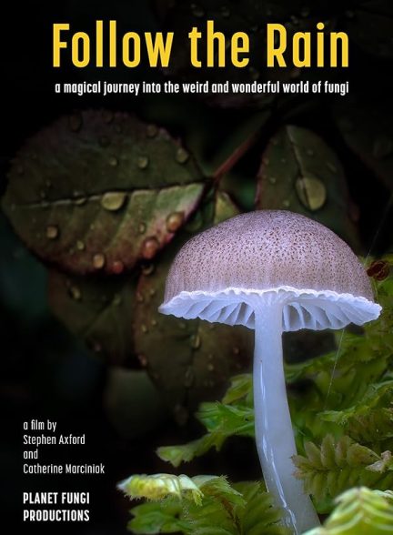 دانلود فیلم Follow the Rain